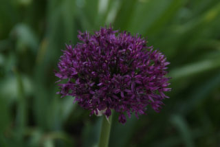 Allium 'Purple Sensation' bestellen